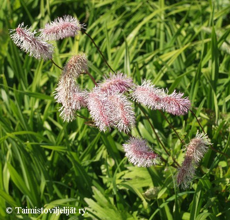 Sanguisorba obtusa
